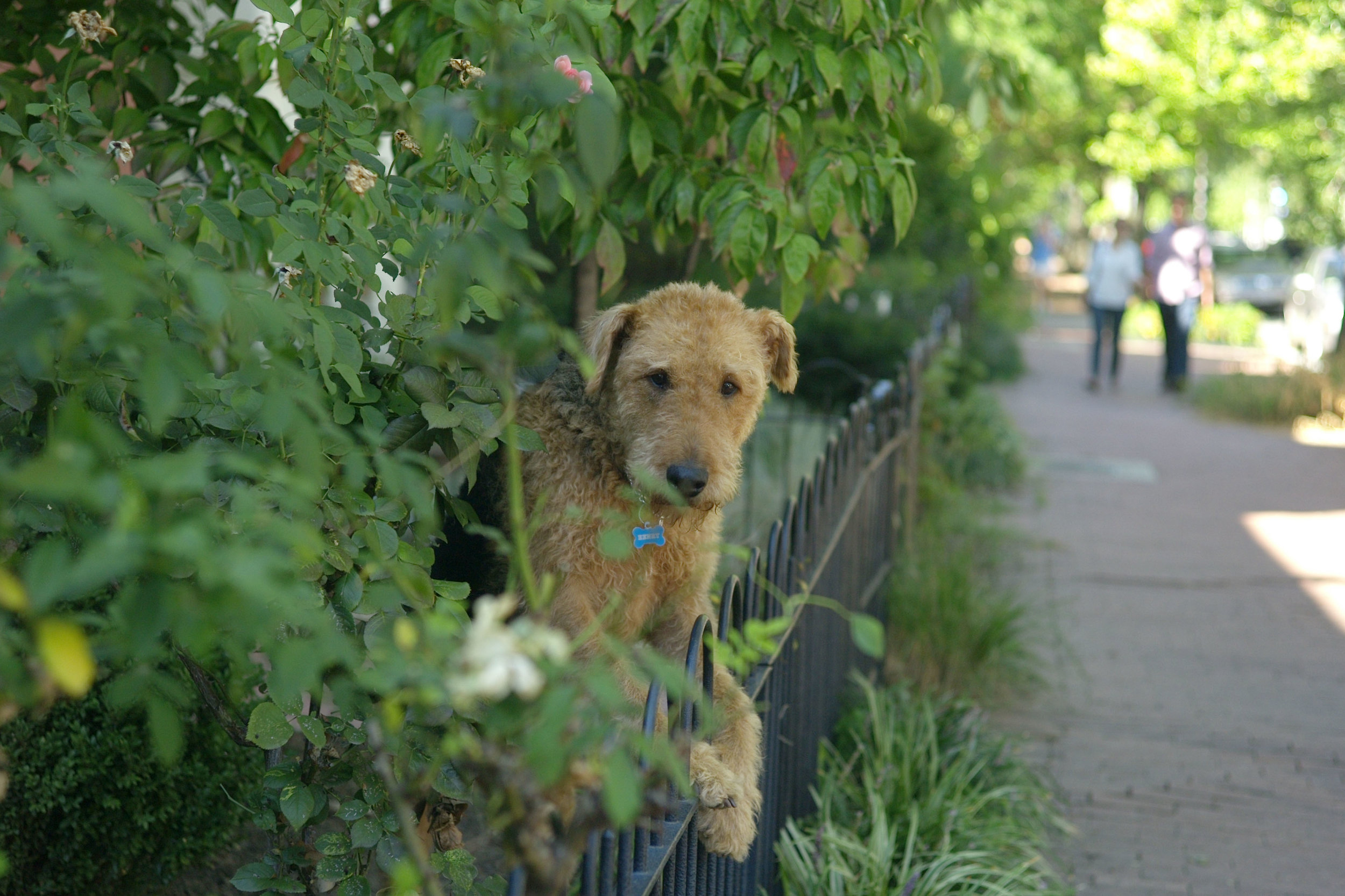 Cap Hill - dog on fence 5th Street.jpg