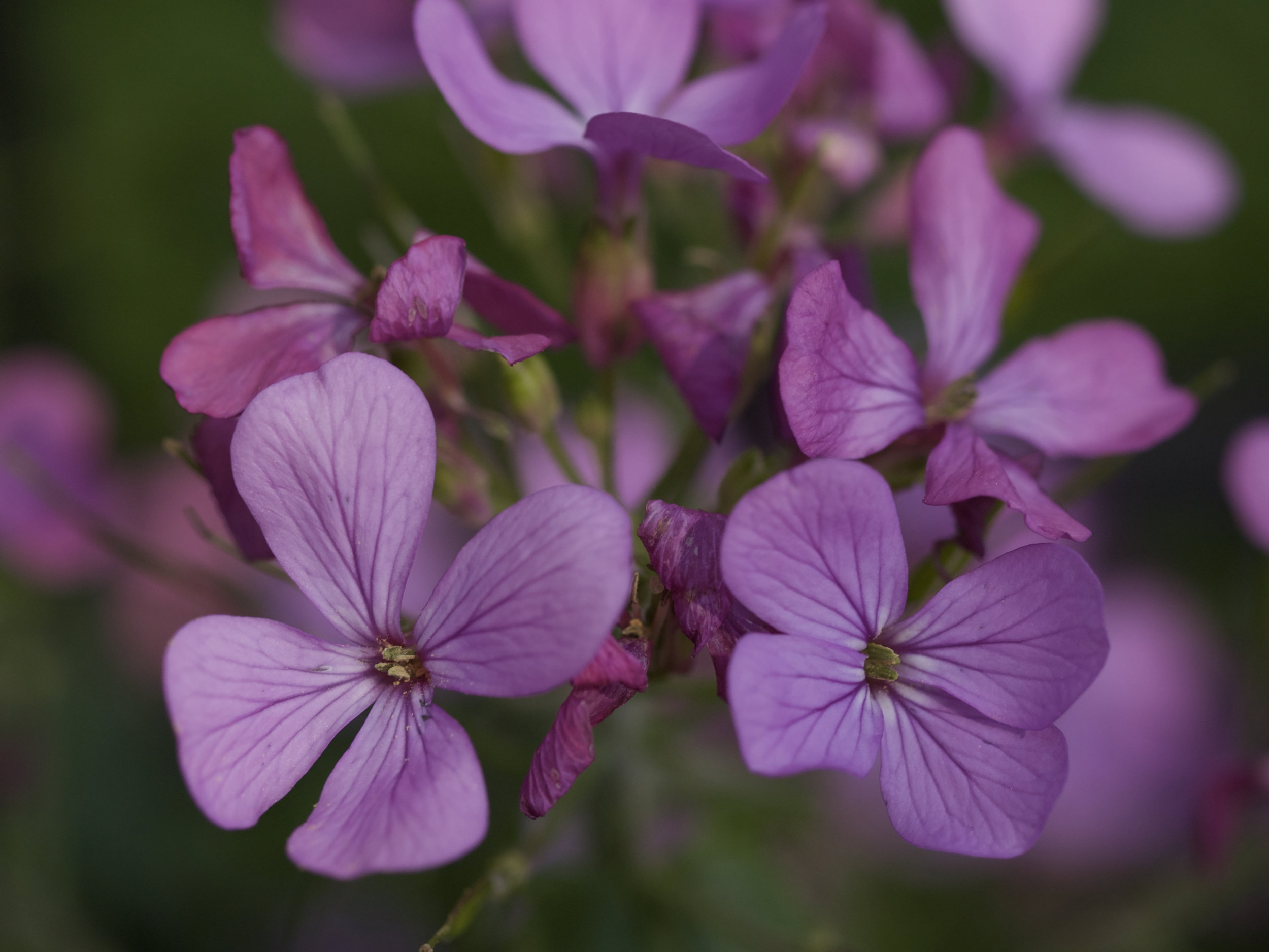 Violet Flowers.jpg