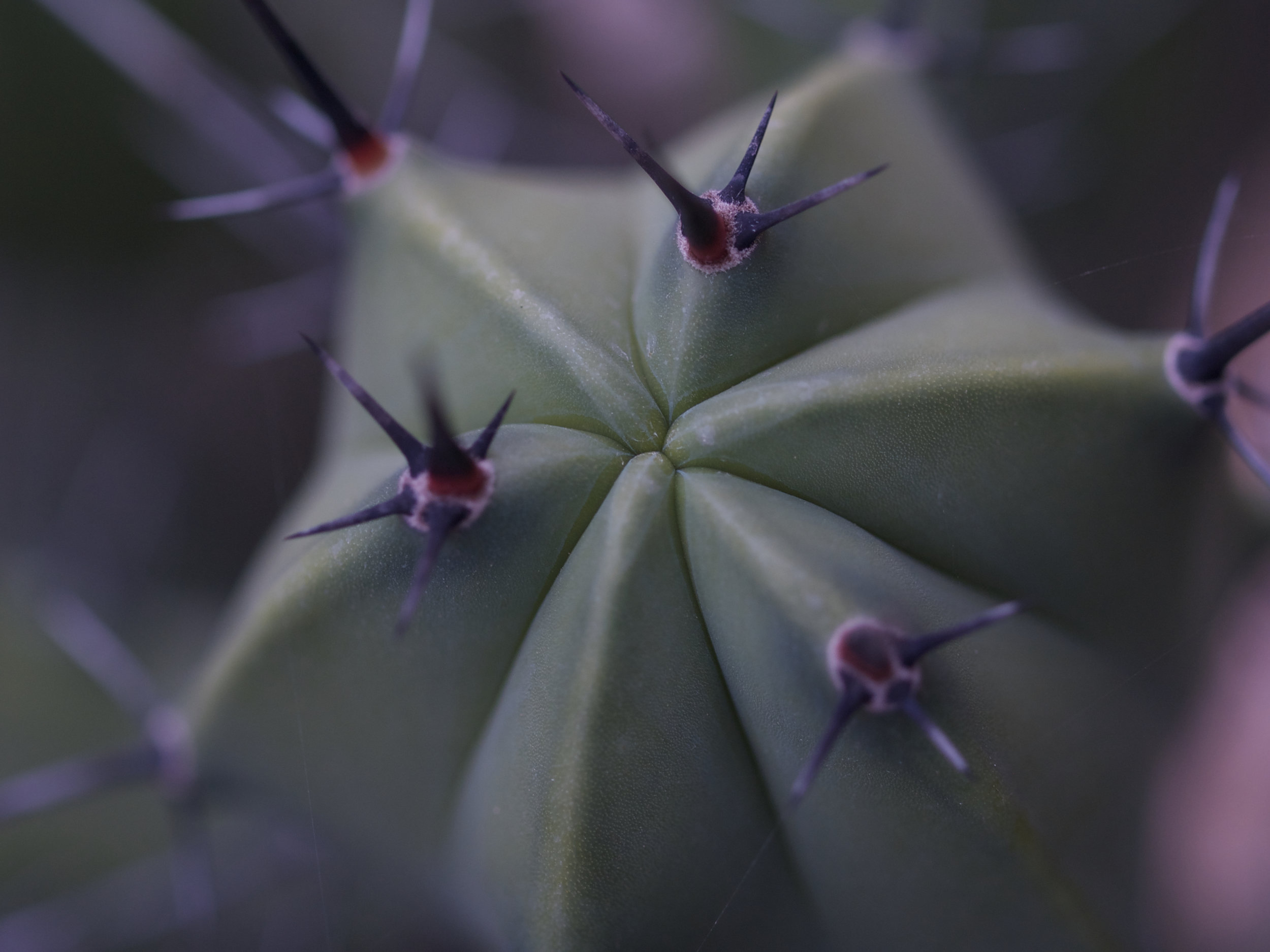 Mexico-Hacienda -catcus star.jpg