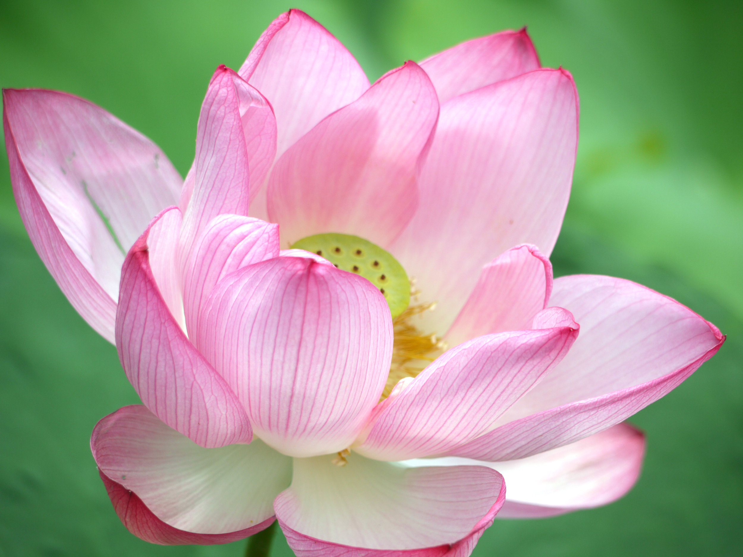 Aquatic Garden - close up pink lotus.jpg