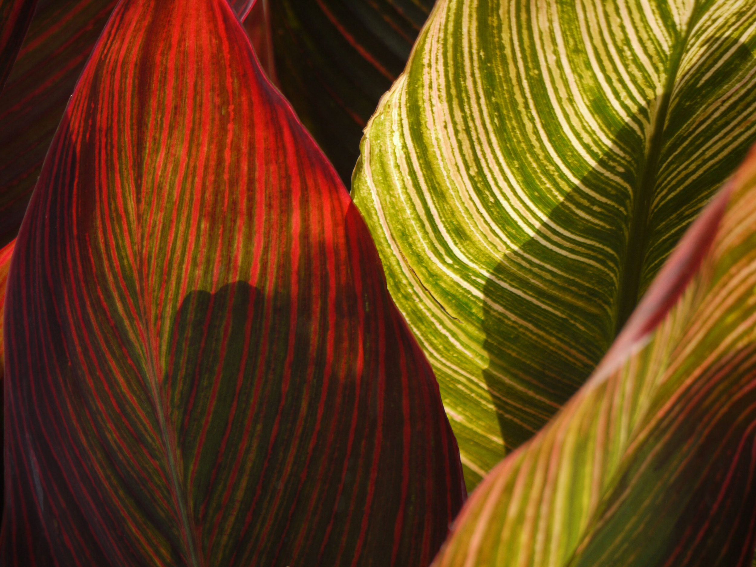 Red and Green Leaves.jpg