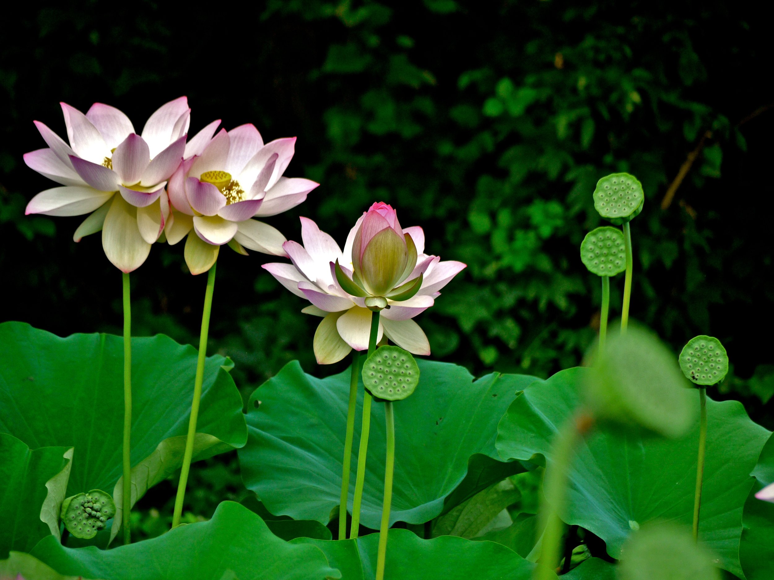 Lotus Trio.jpg