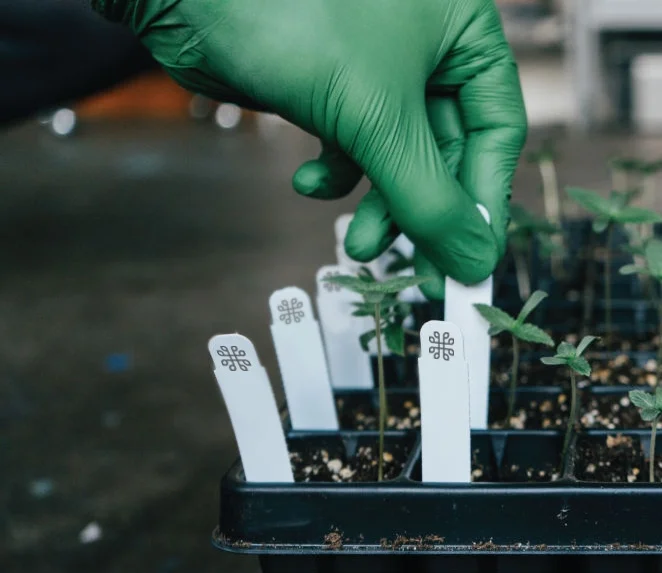 seedlings.jpg