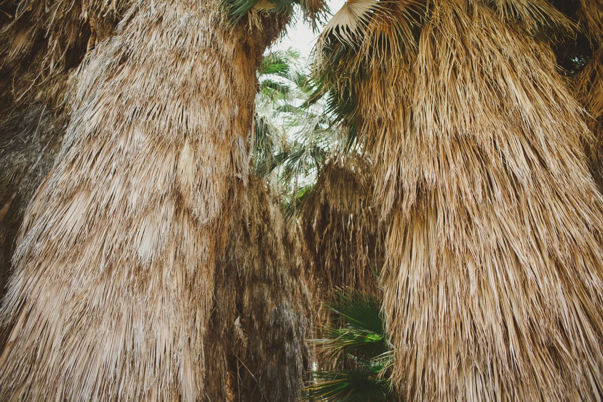 palm_springs_photographers_sczebel-11.jpg