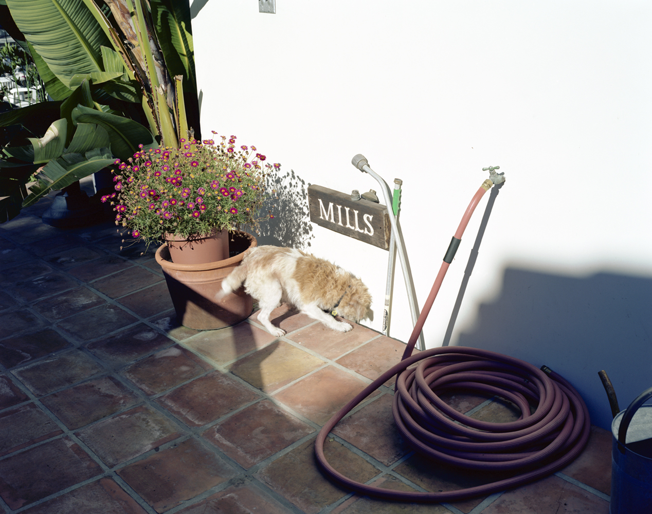 VARIOUS SHAPED HOSES AND SNAKE #13 2002 USA © Takashi Homma