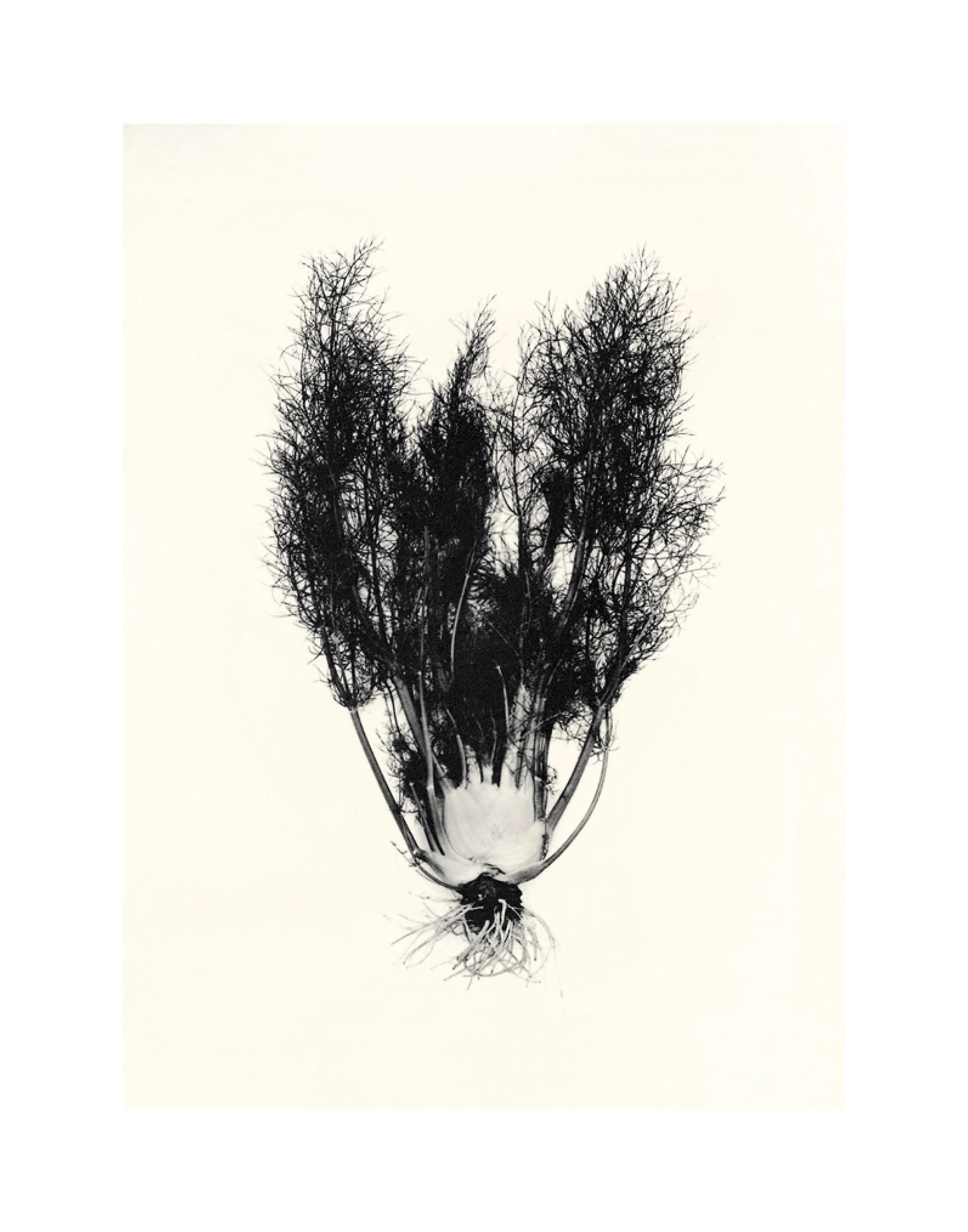 森田幸子 sachiko morita 原画 オリジナルプリント 森田幸子sachiko morita 原画オリジナルプリント