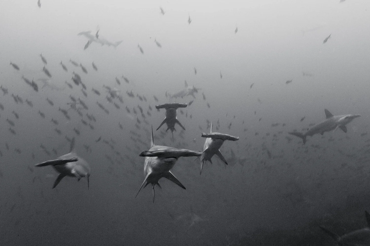 Shark Poachers &mdash; Cocos Island, Costa Rica