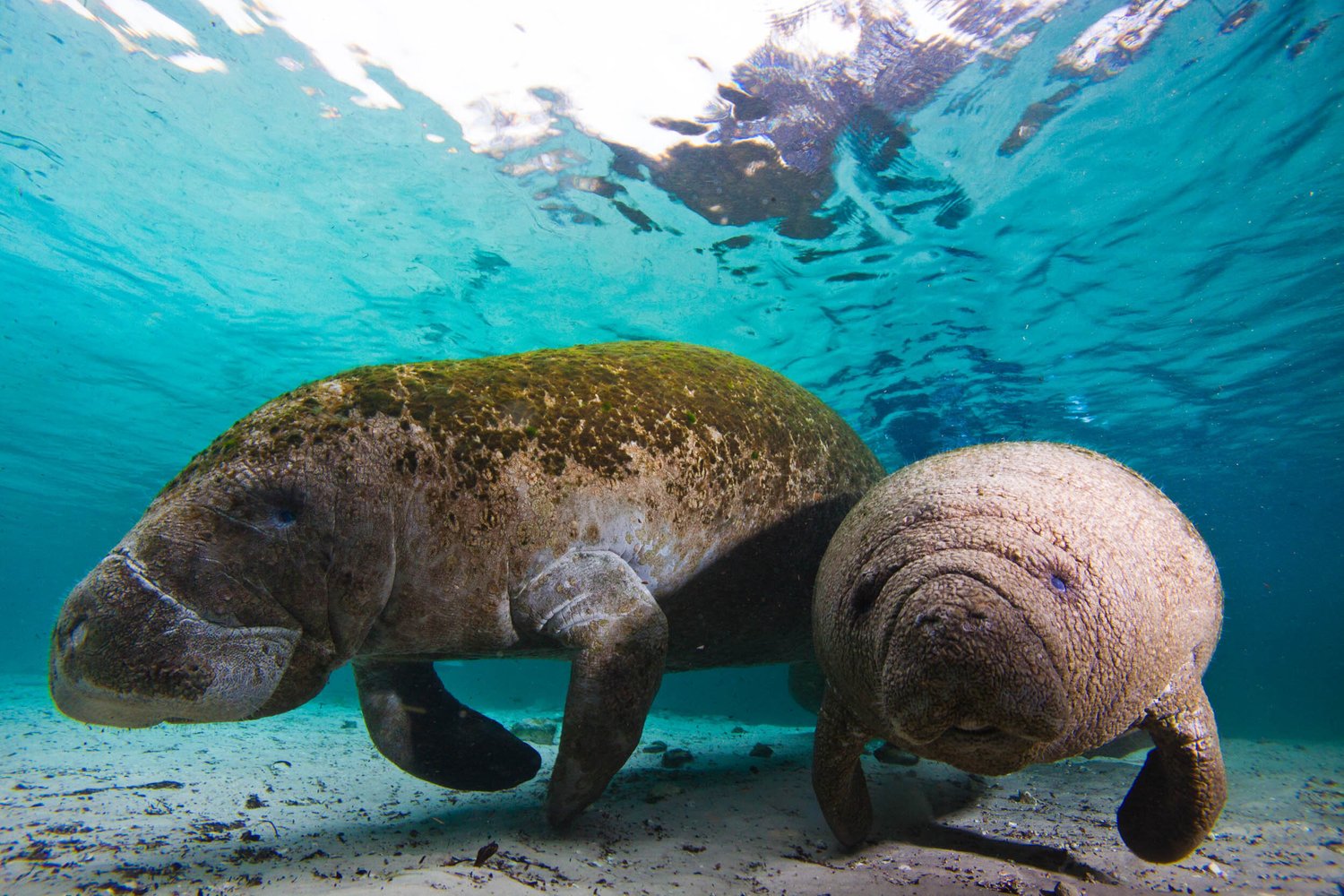 Manatee &mdash; Three Sisters Springs, Florida