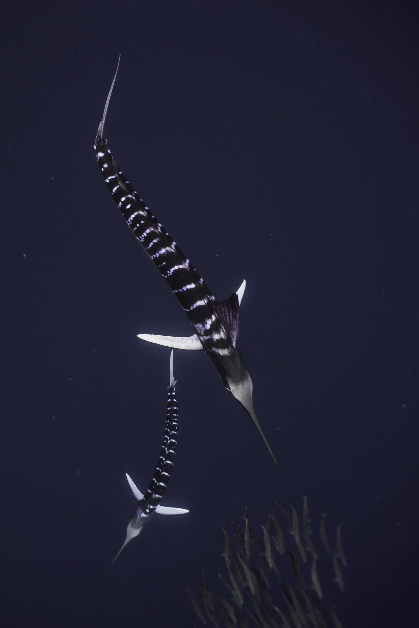 _BHP2374.jpg