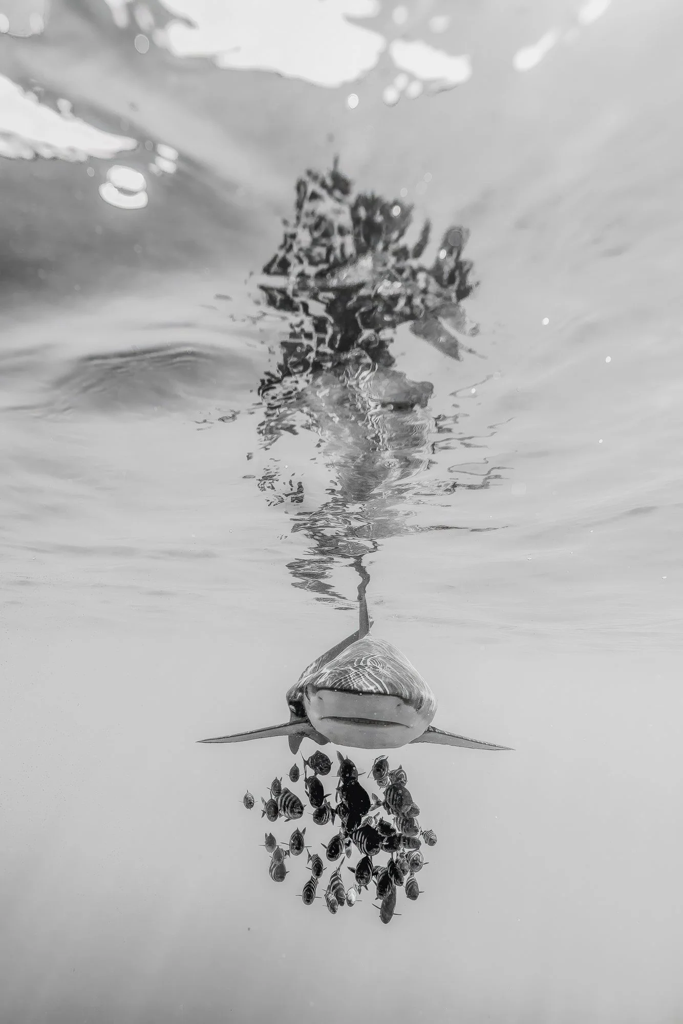 "Surface Tension". Editon of 5