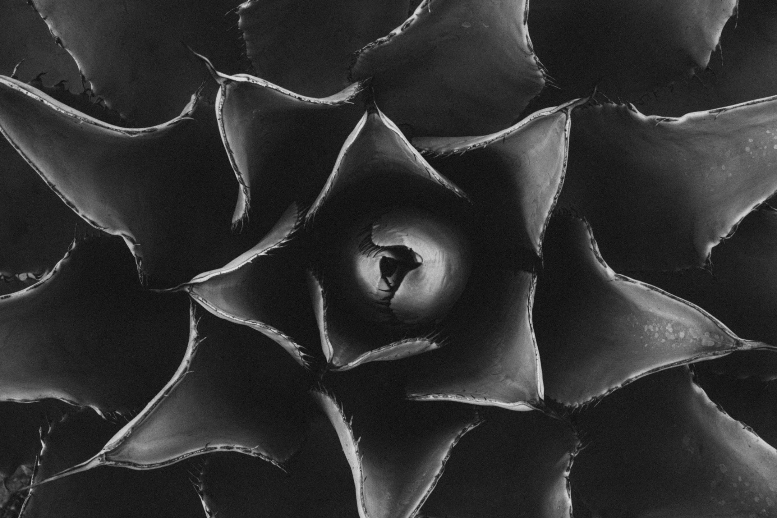 "Desert Mandala" Edition of 3