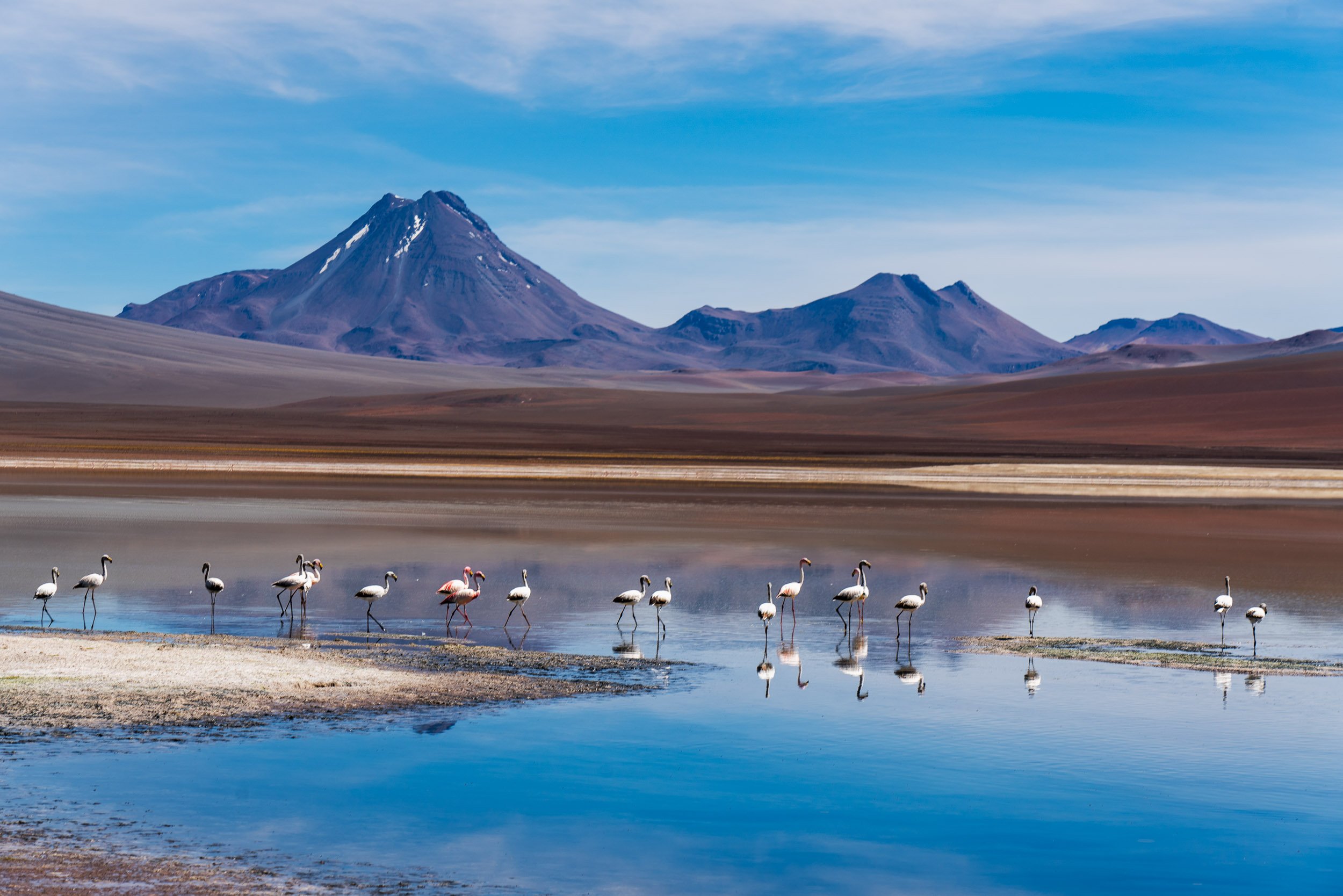 Atacama Flamingo 2
