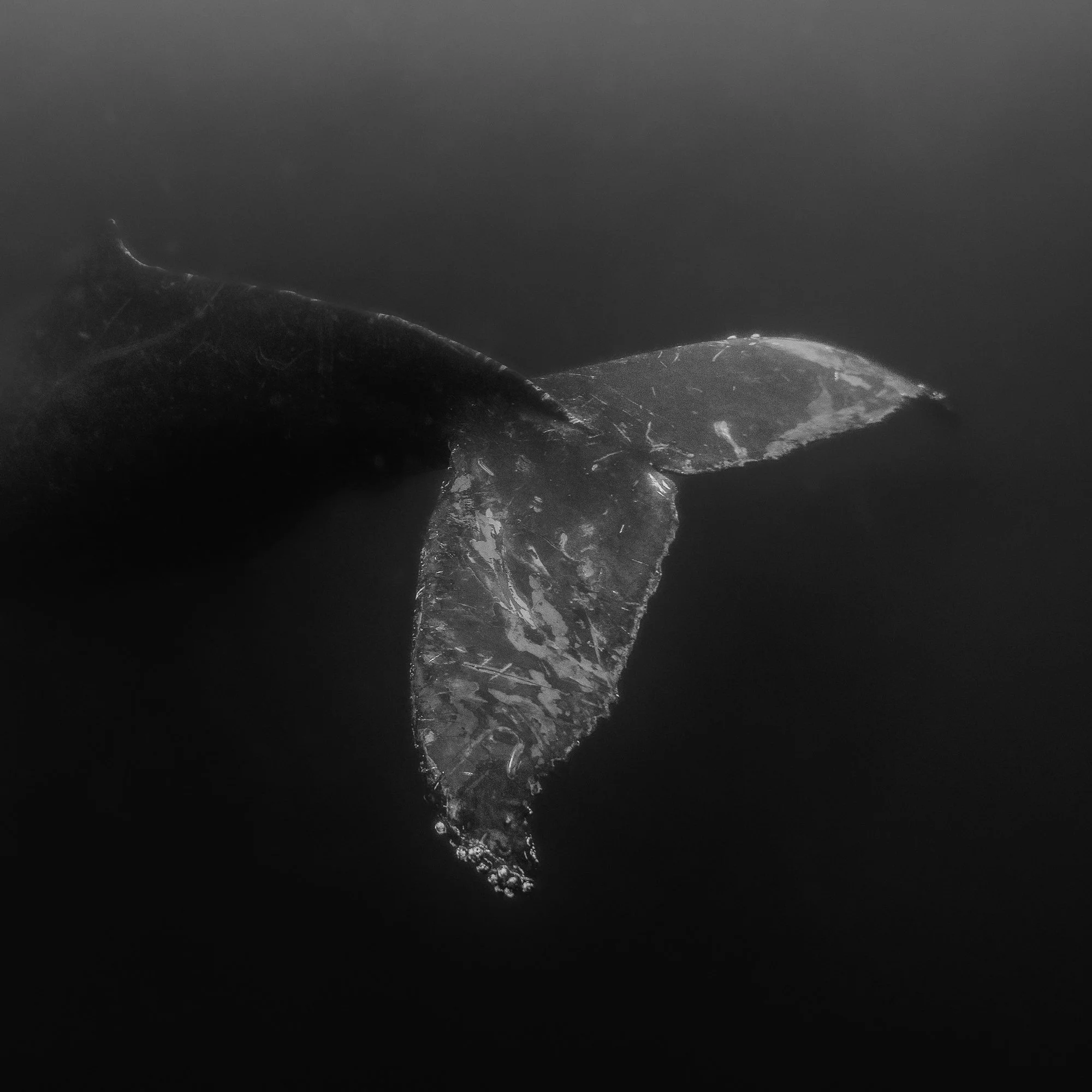 The Descent — Special Edition