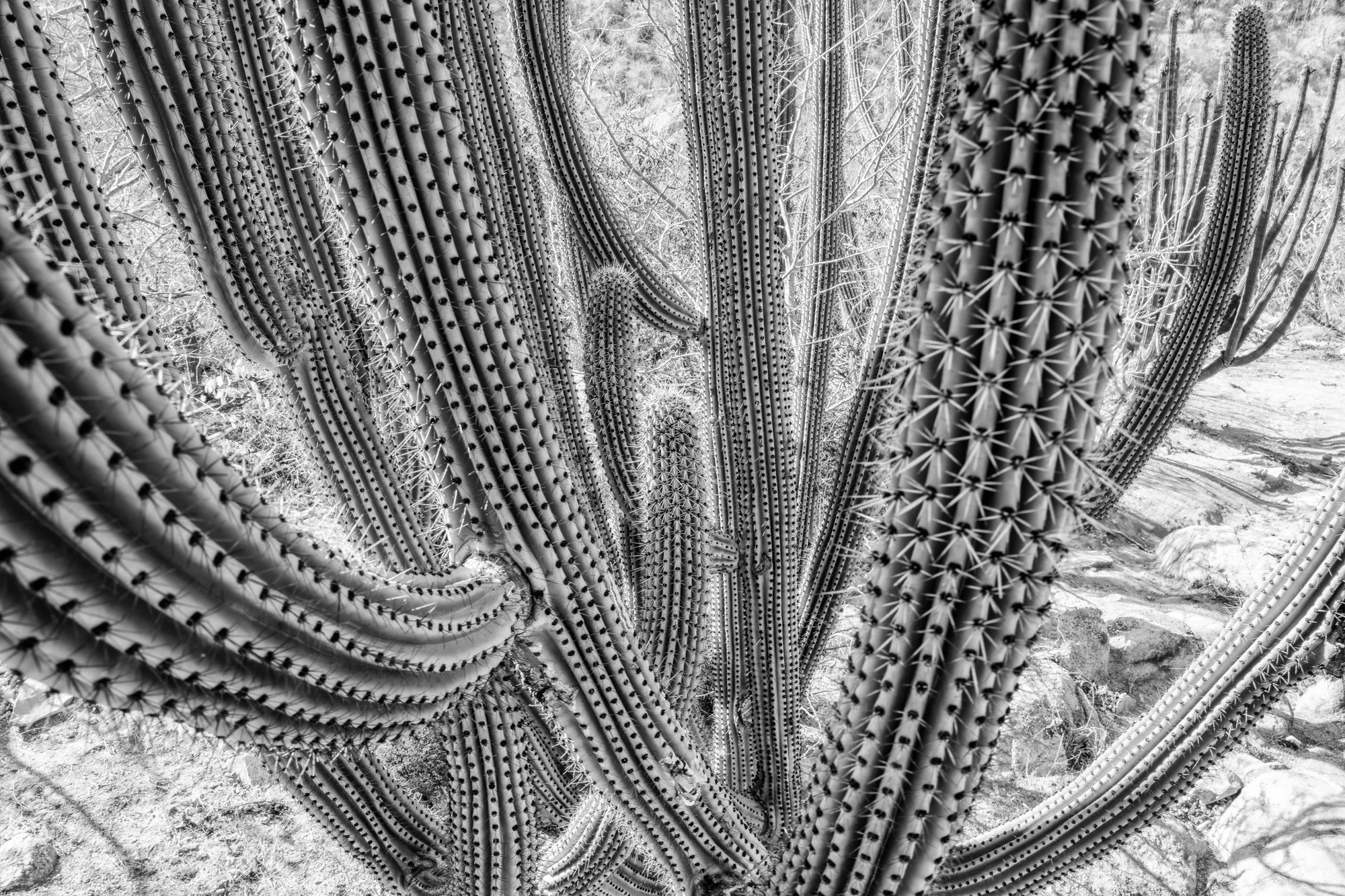 Cactus Detail
