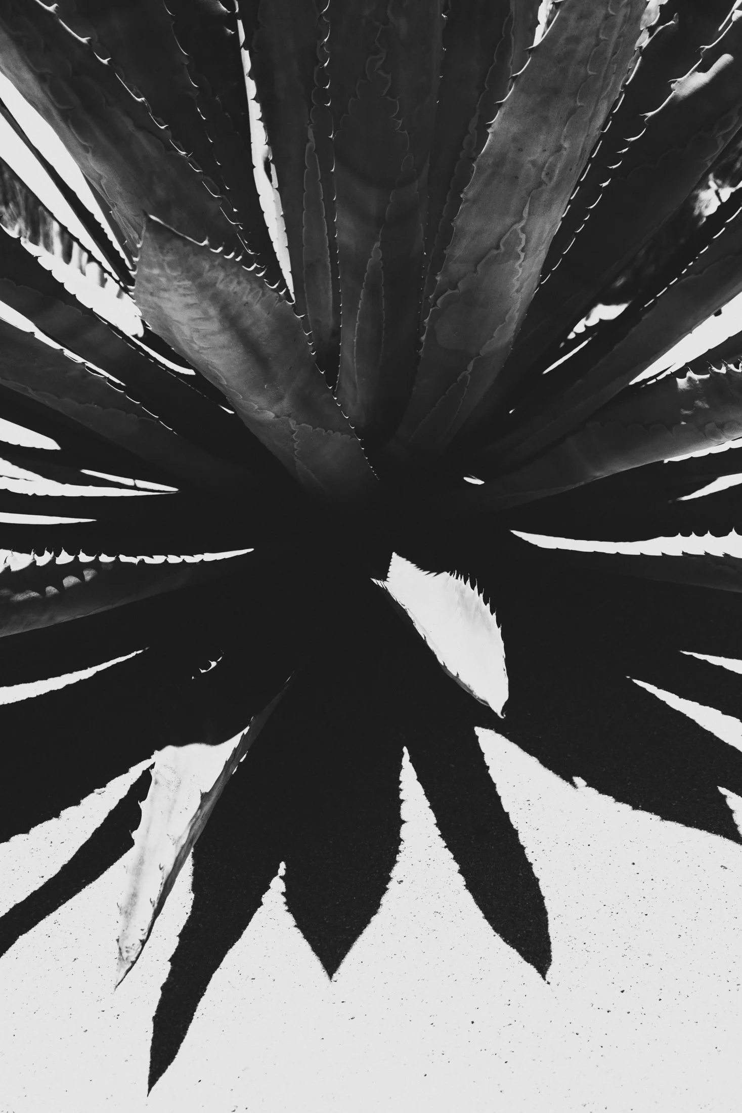 Agave Contrast