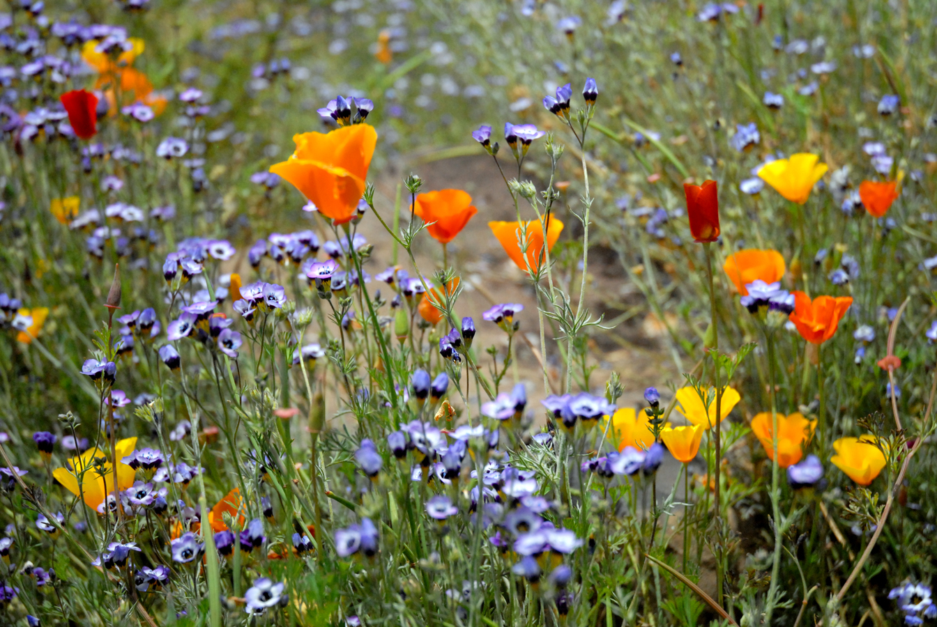 Katzwildflowers.jpg