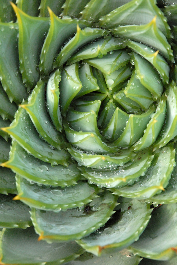 Aloe polyphylla01.jpg