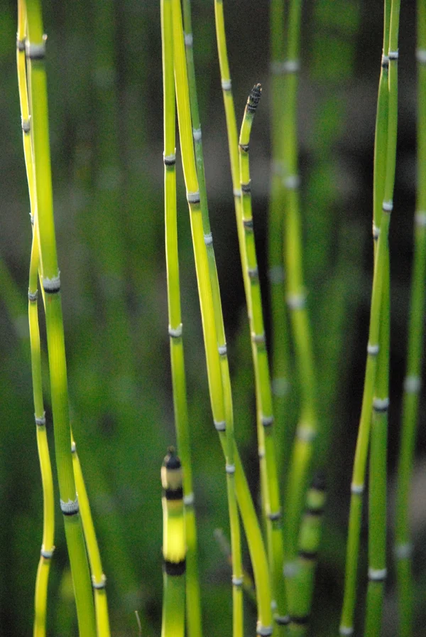 horsetail.jpg
