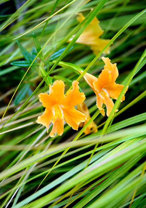 mimulus-grass.jpg