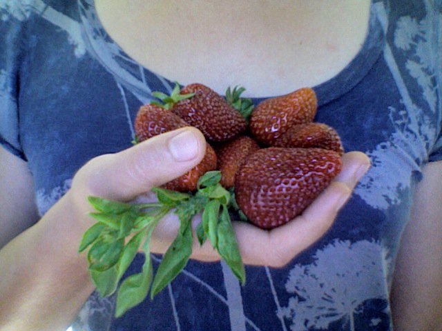 A handful of strawberries warm from the sun and fr.jpg