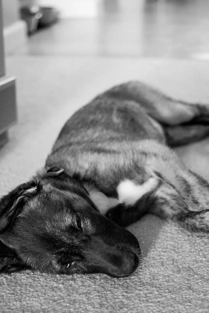 Diego the German Shepherd Mix
