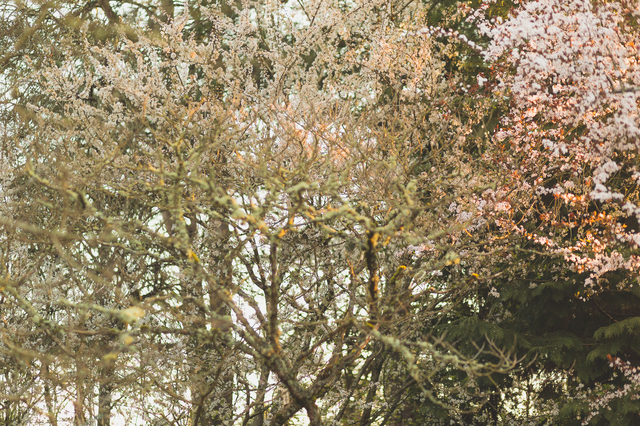 1/125 sec at ƒ/2 • 85mm • ISO 100