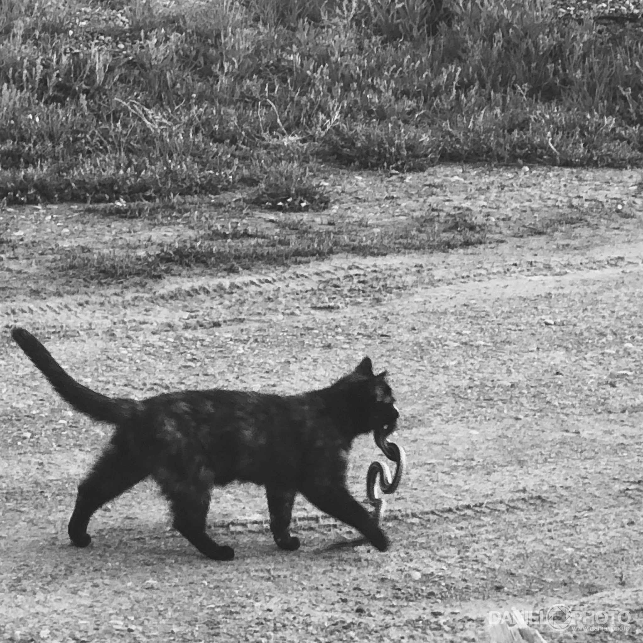 daniel-hedrick-cat-snake-2160.jpg