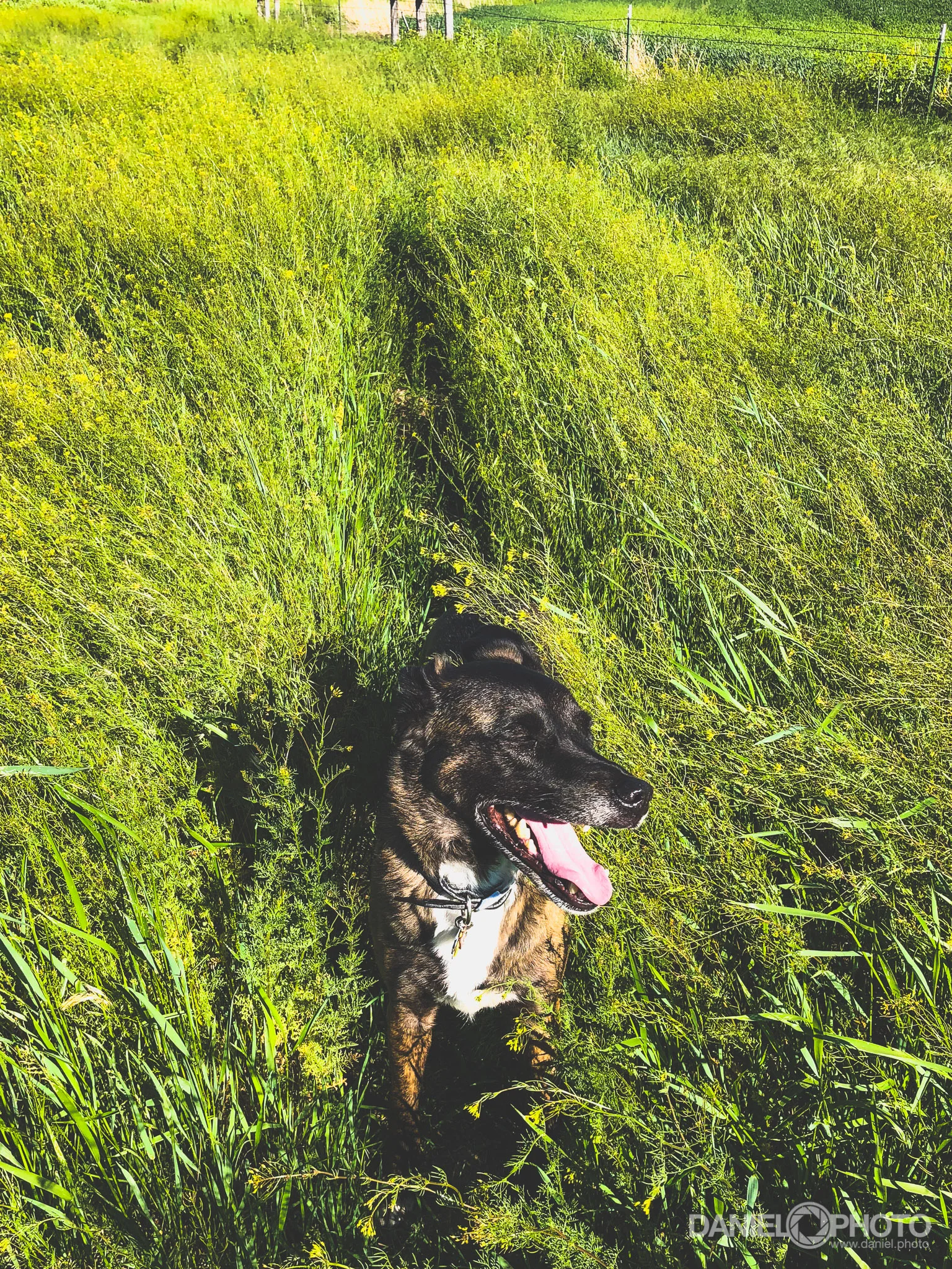 daniel-hedrick-dog-walk-2384.jpg