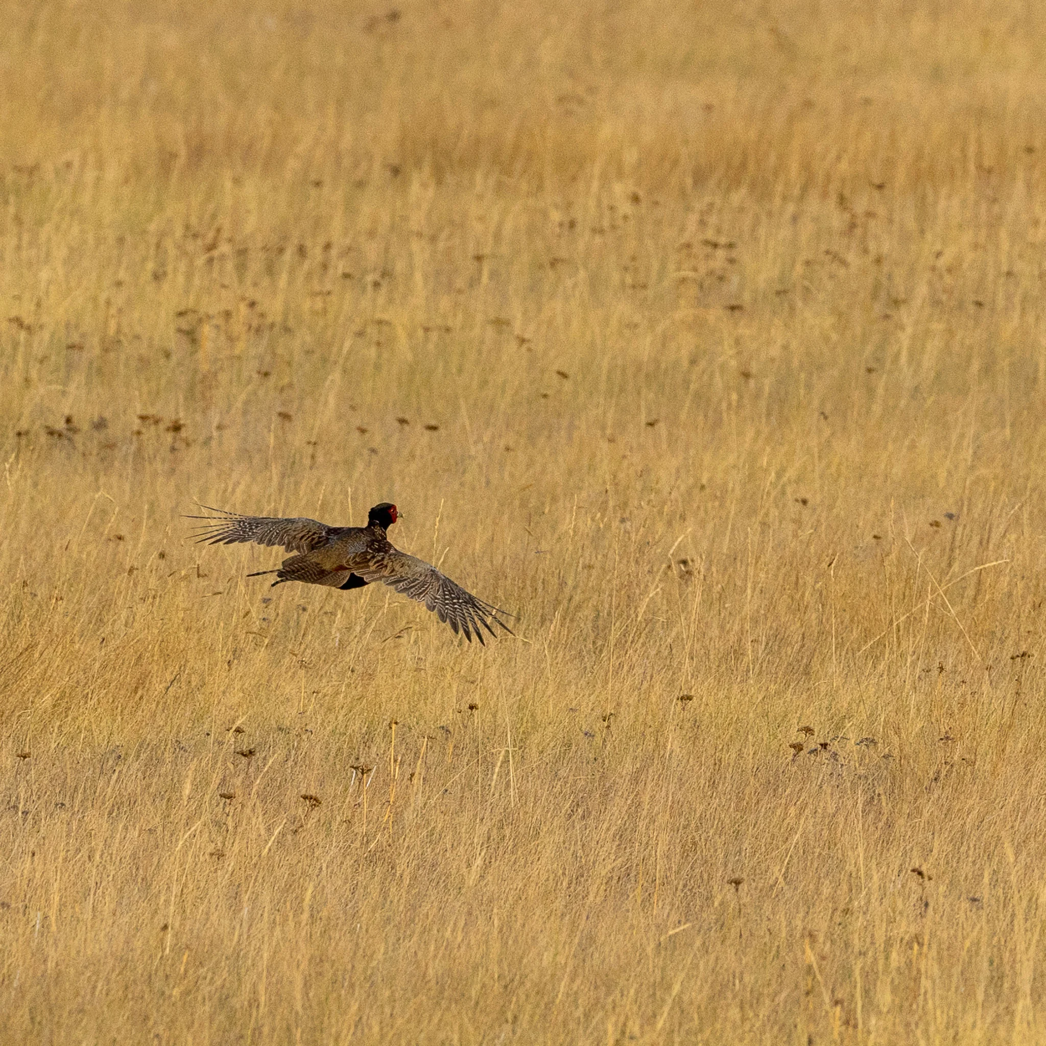 Pheasant | Sony A7ii | Sony FE 100-400 ƒ4.5-5.6 GM | 400mm | 1/4000 sec | ƒ8 | ISO 400