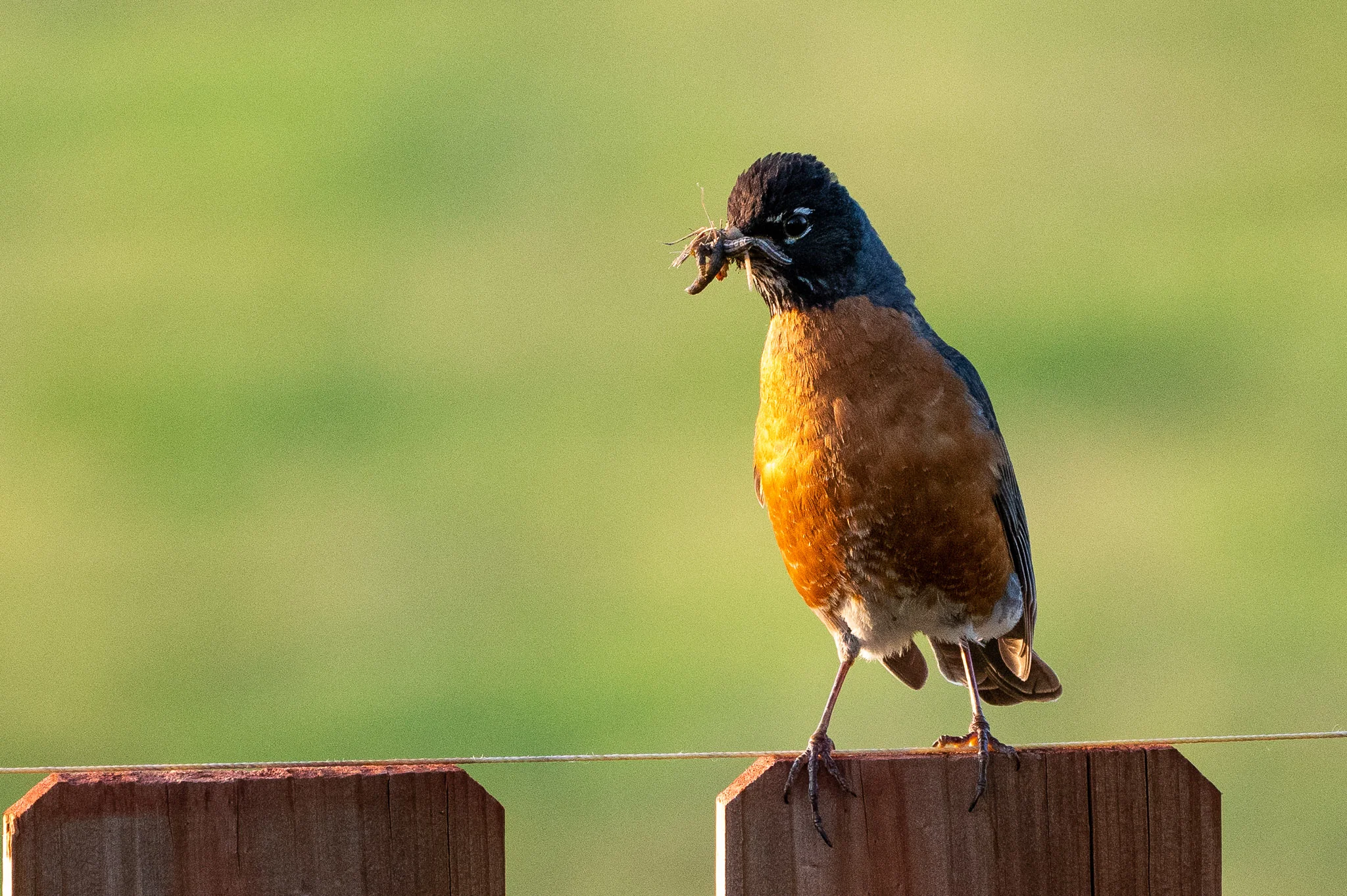 Busy bird