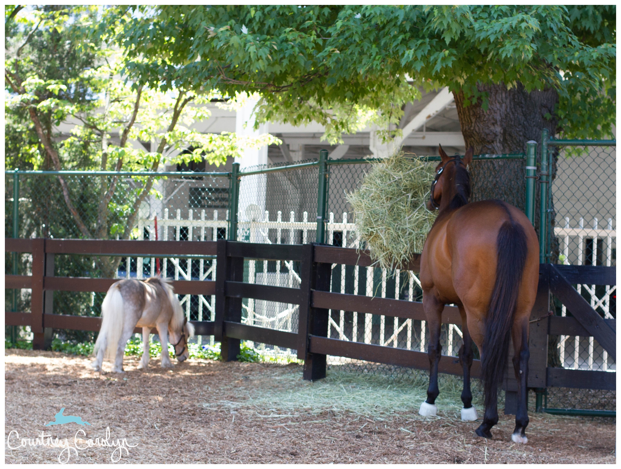 (R) Mine That Bird, 2009 Kentucky Derby Winner - oblivious to us tourists.