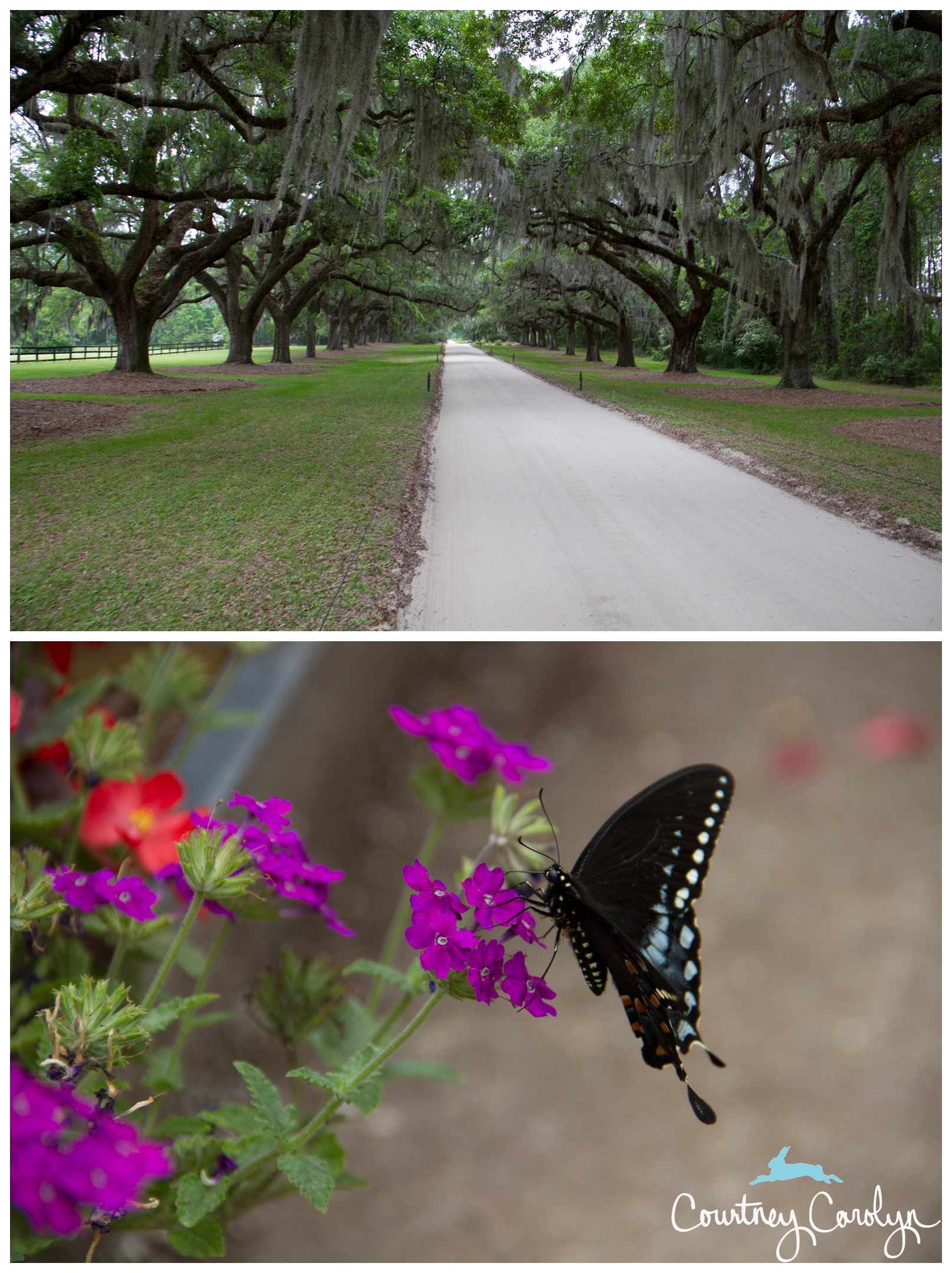 Boone Hall Plantation