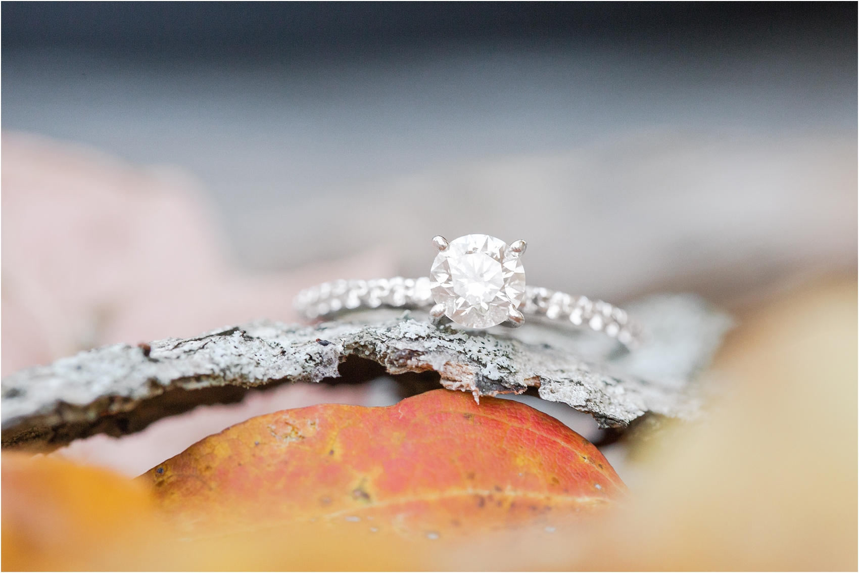 relaxed-autumn-engagement-photos-at-hudson-mills-metropark-in-dexter-mi-by-courtney-carolyn-photography_0017.jpg