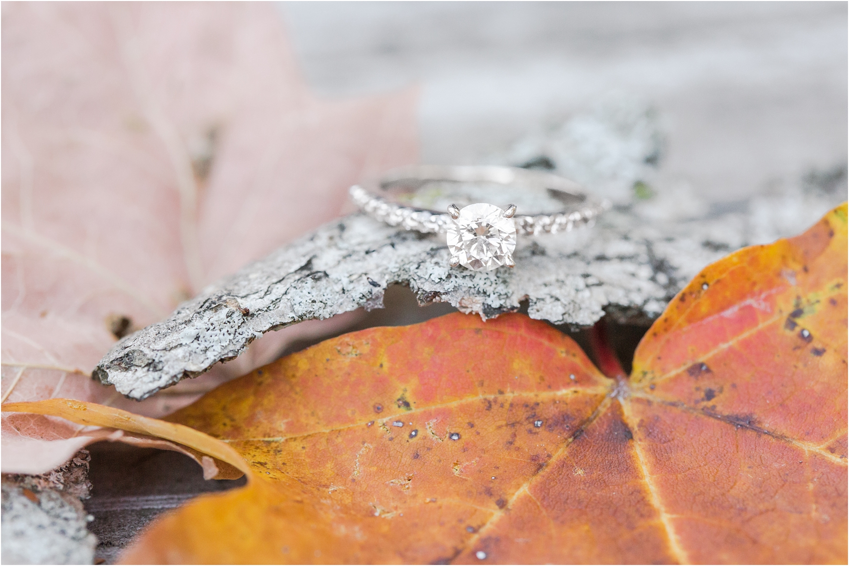 relaxed-autumn-engagement-photos-at-hudson-mills-metropark-in-dexter-mi-by-courtney-carolyn-photography_0027.jpg