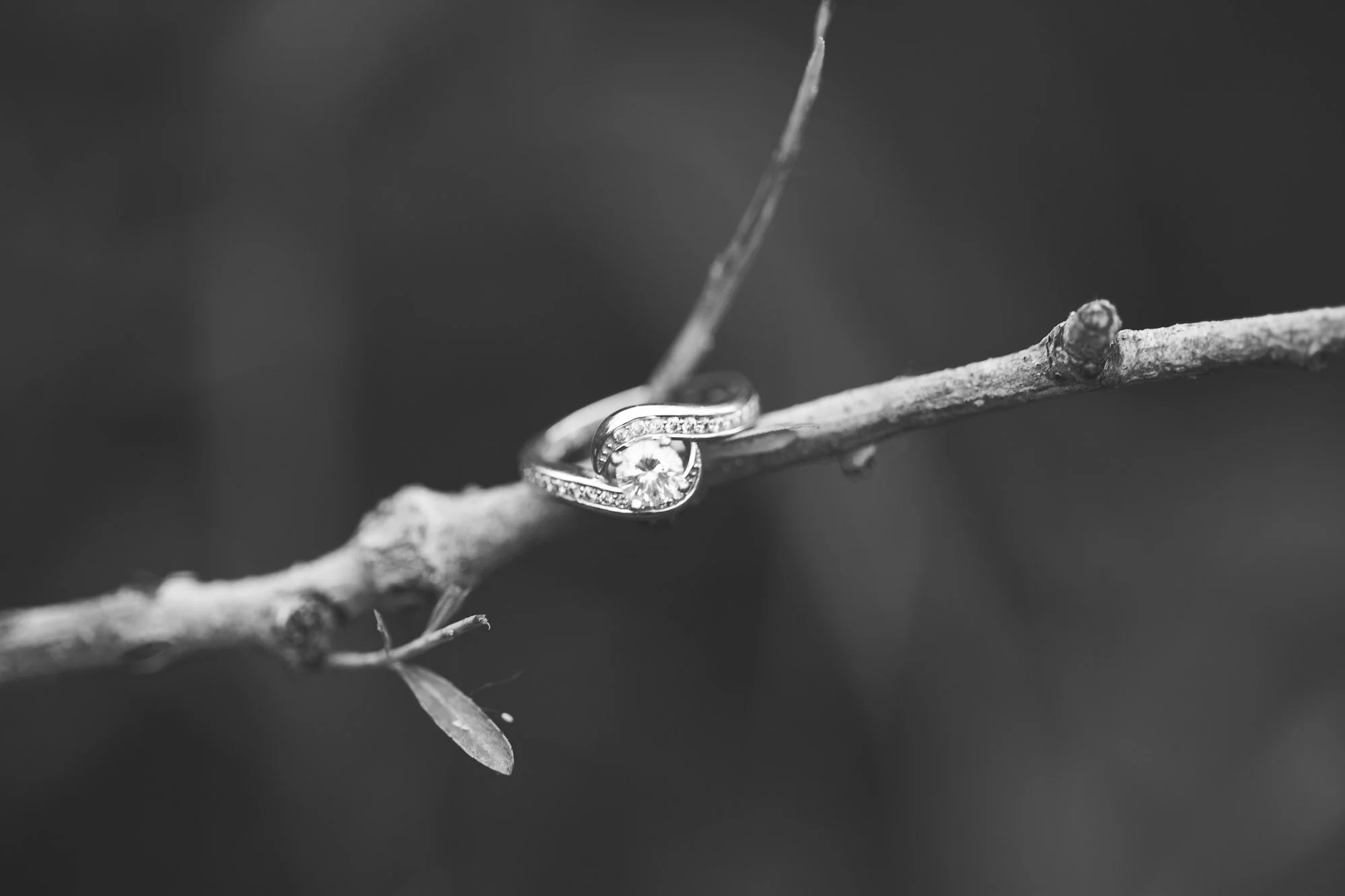 IMG_8746.jpg
