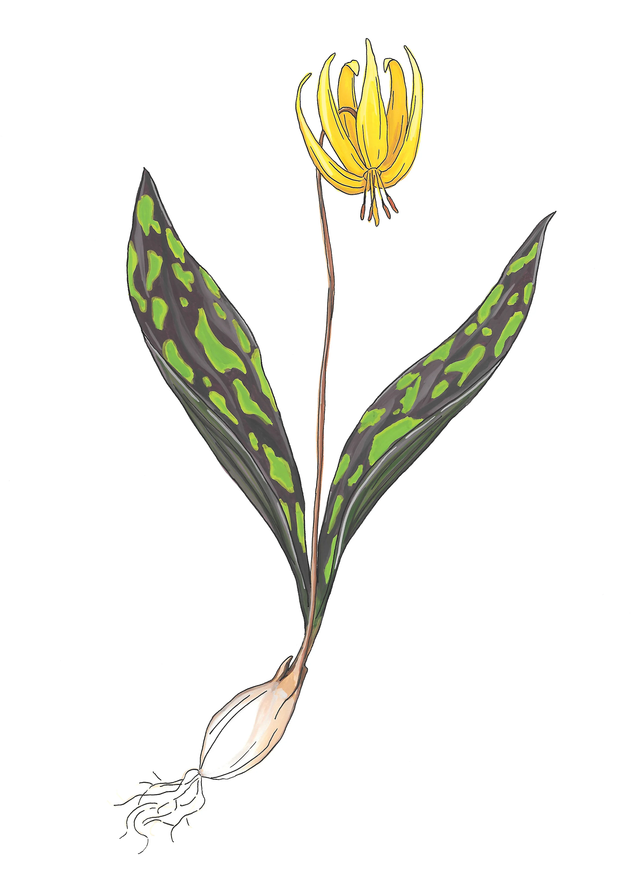Erythronium americanum