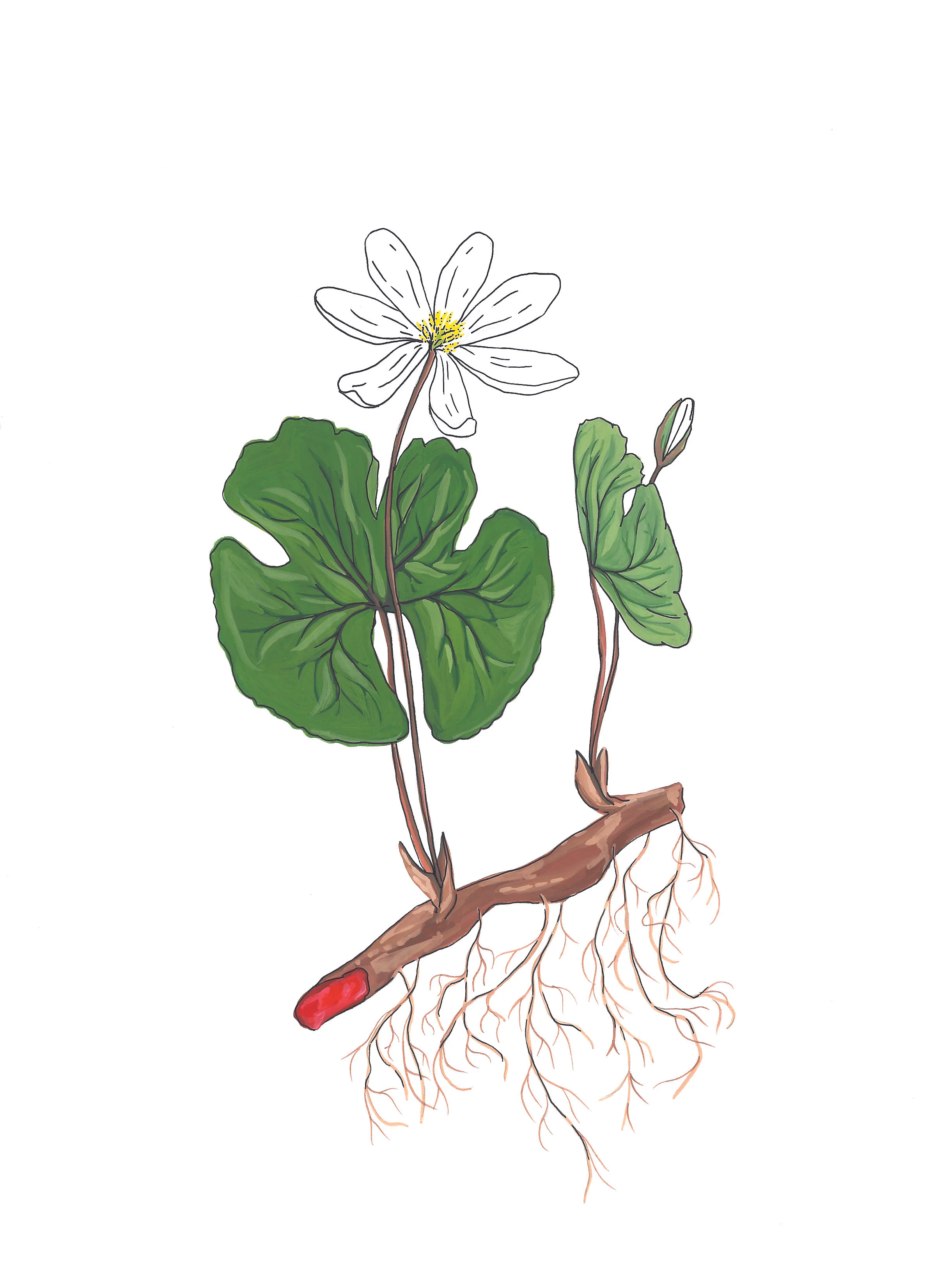 Sanguinaria canadensis (Bloodroot)