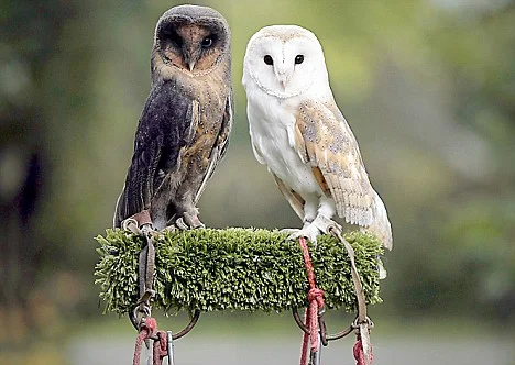 Black Owls American Treasure Tour