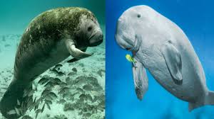 Manatee (left) & Dugong (right)