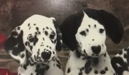 Puppies.jpg