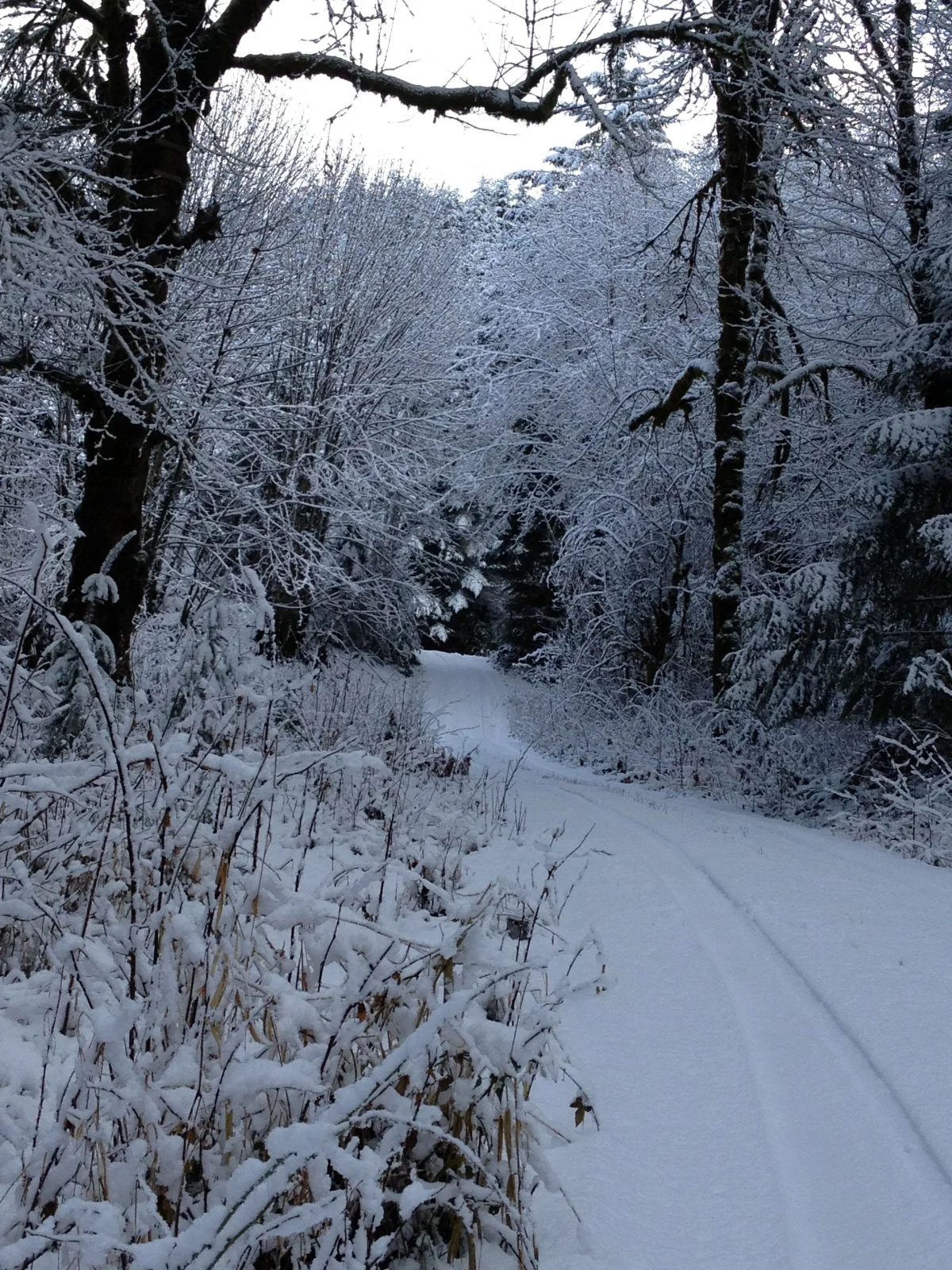 Winter View of the Drive