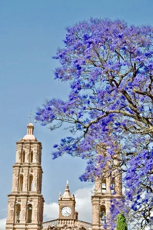 jacaranda-en-dolores-hidalgo-gto-marzo-de-2011-foto-de-homero-adame.jpeg