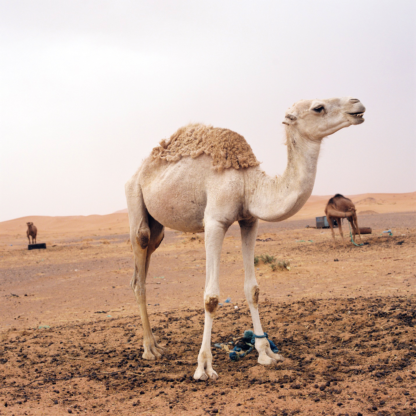 Sahara Desert, Morocco 2014