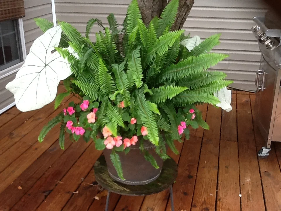 fern.jpg