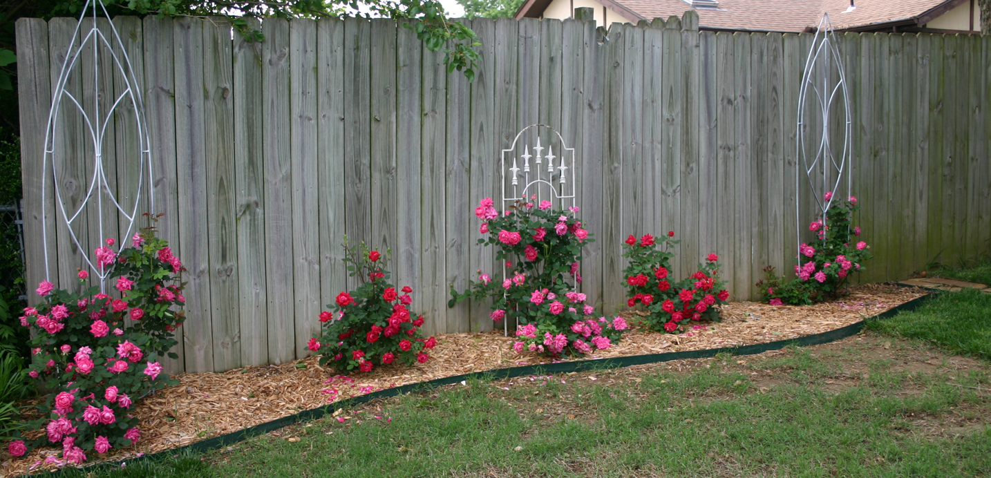 Growing Knock Out roses — Beckwith's Treasures