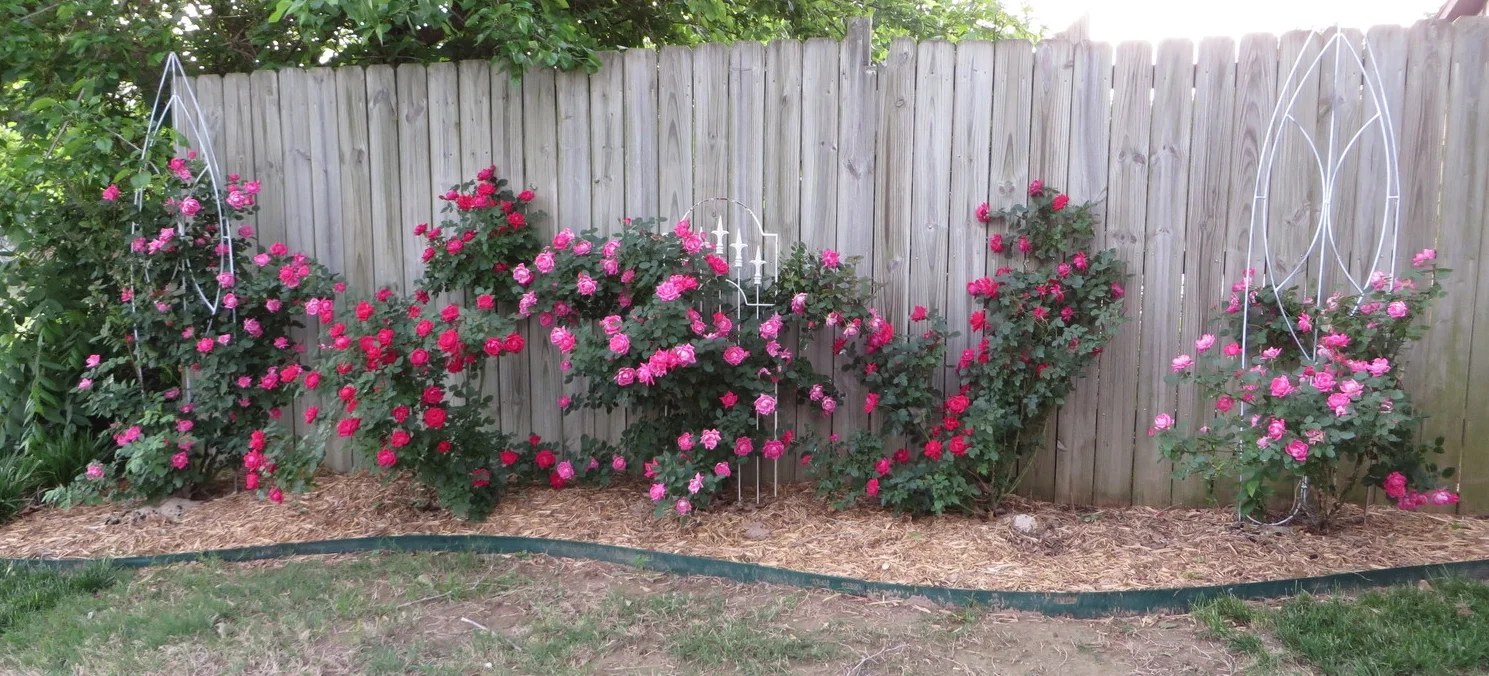 Growing Knock Out roses — Beckwith's Treasures
