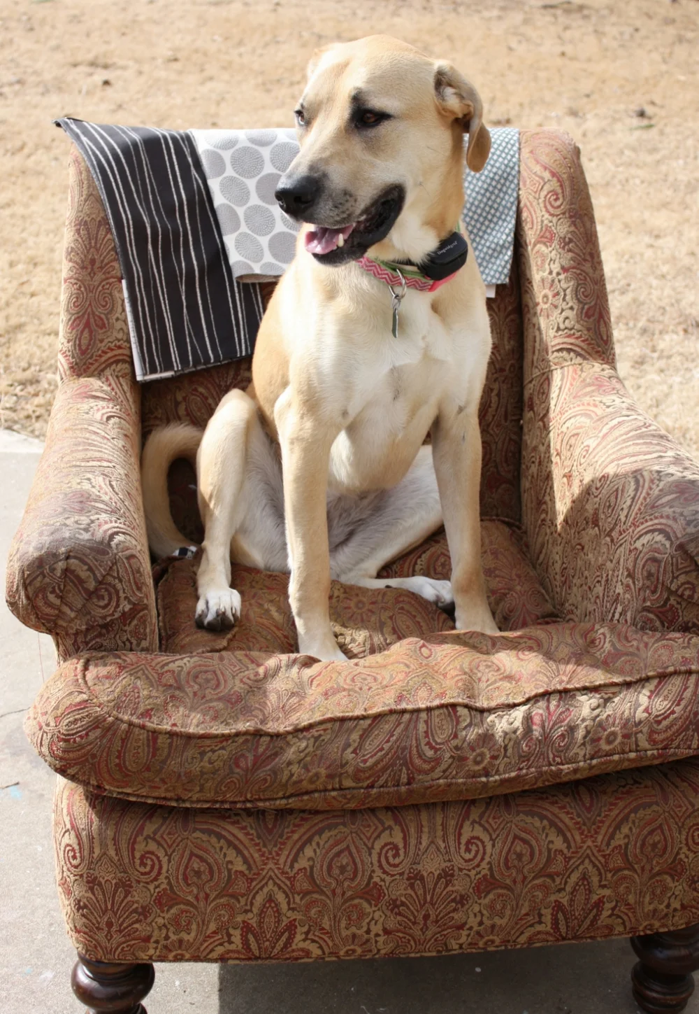 Reupholstering the new living room chair... ??? Beckwith's Treasures