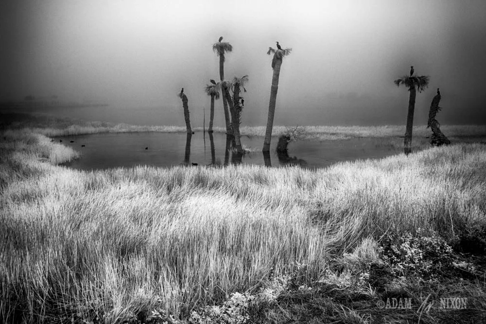 Foggy Viera Wetlands