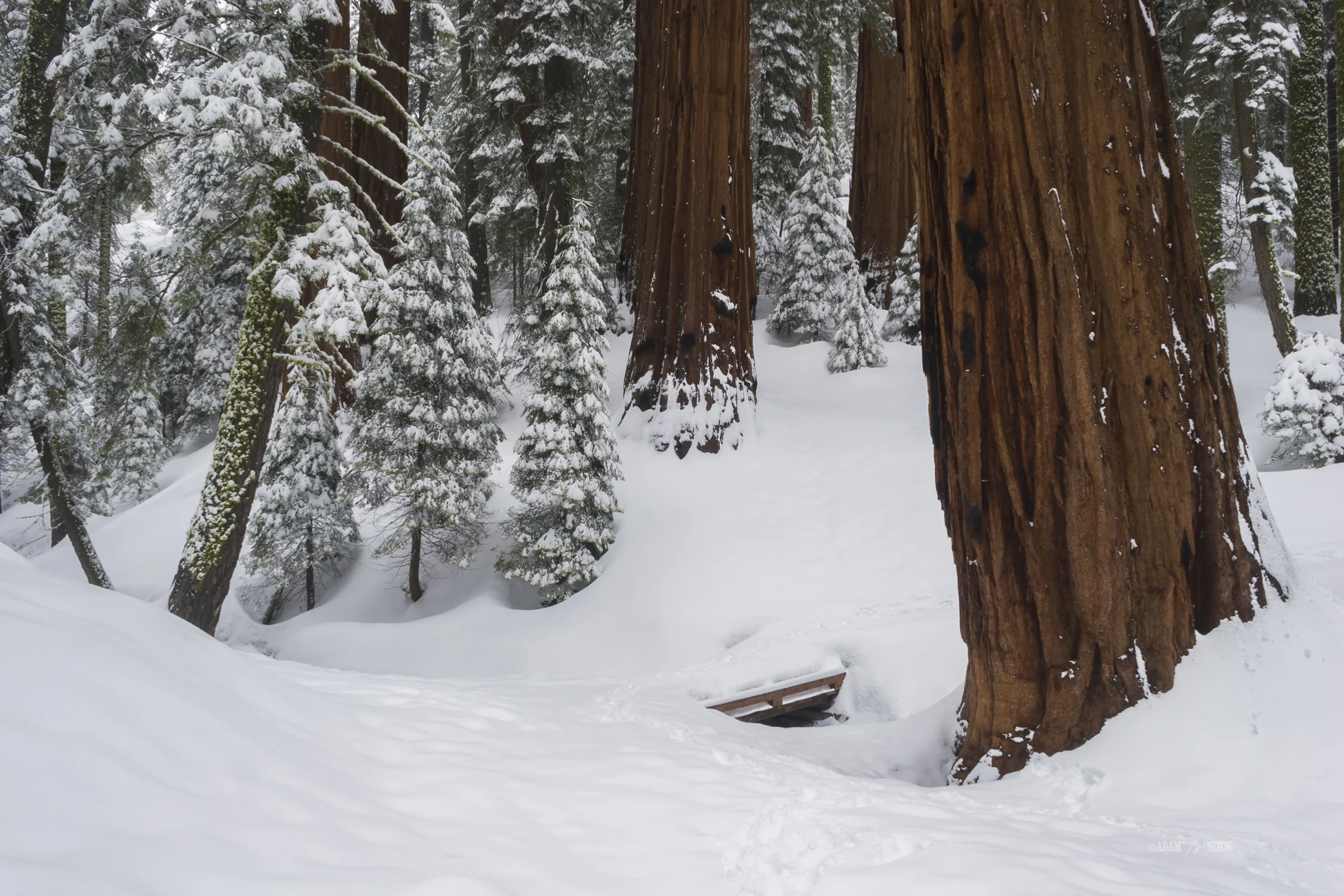 Sequoia Trees in Winter