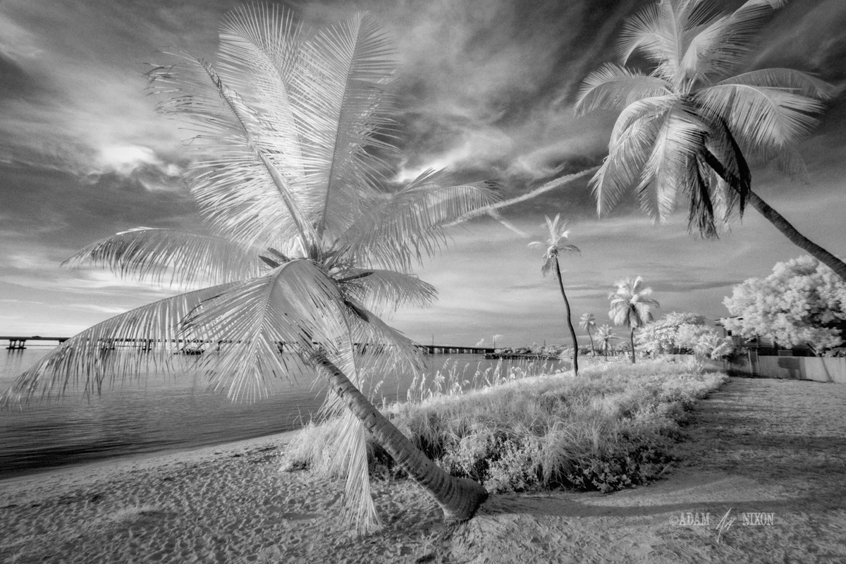 Palm Trees